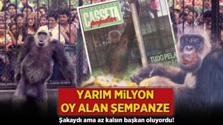 Yarım milyon oy alan şempanze! Şakaydı ama az kalsın belediye başkanı oluyordu