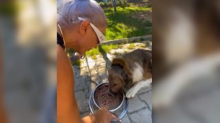 Hande Yener sahiplendiği köpek ile buluştu